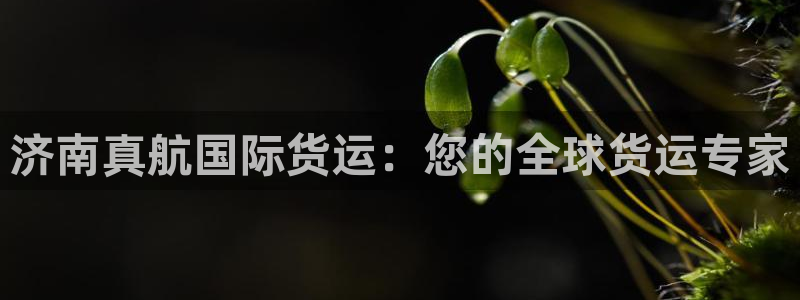 尊龙凯时是不是合法：济南真航国际货运：您的全球货运专家