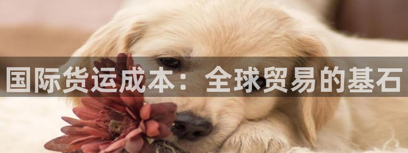 尊龙,人生就是博!登录国际：国际货运成本：全球贸易的基石