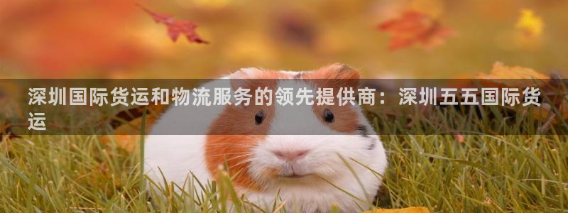 尊龙网址是多少：深圳国际货运和物流服务的领先提供商：深圳