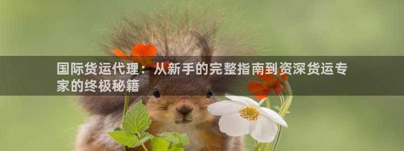 尊龙凯时 人生就是搏 平台：国际货运代理：从新手的完整指